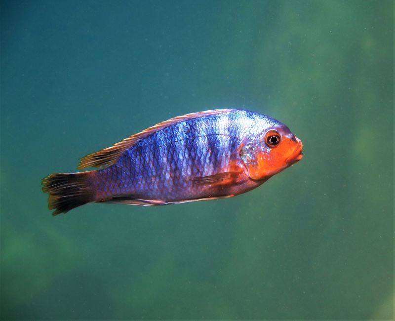 Petrotilapia sp. 'yellow chin' Mbenji Island